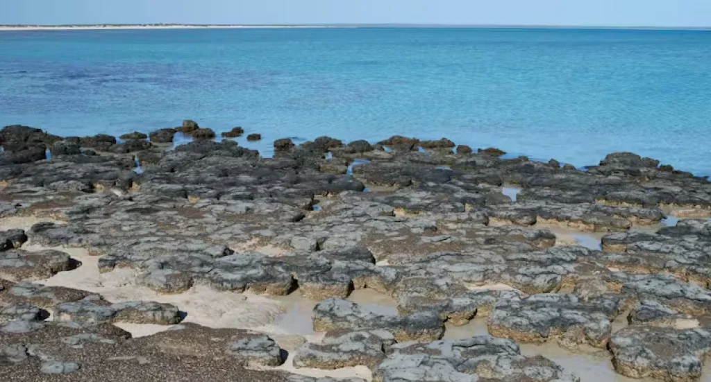 How chemical clues from prehistoric microbes rewrote the story of one of Earth’s biggest mass extinctions - Background