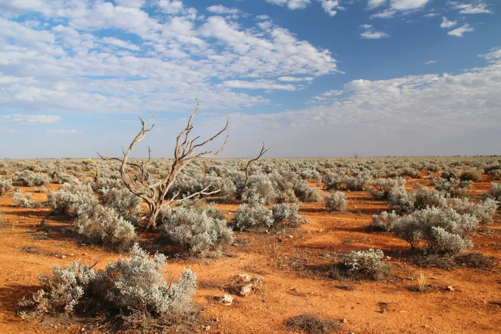 article-card-cover-we-found-out-when-the-nullarbor-plain-dried-out-splitting-australias-ecosystems-in-half